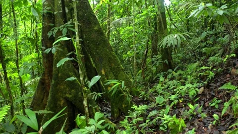 Nature background, moving through a healthy tropical forest Stock Footage 165847697