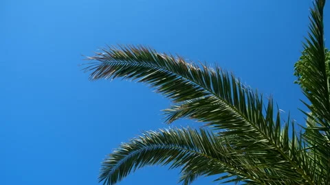Nature background with palm tree leaves and clear blue sky in sunny day. Stock Footage 246472254