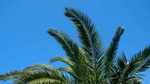 Nature background with palm tree leaves swaying in wind on clear blue sky. Stock Footage 255115933