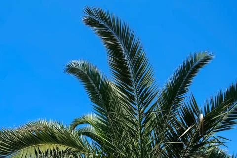 Nature background with palm tree leaves swaying in wind on clear blue sky. Stock Photos