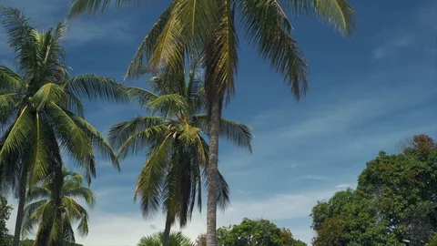 Nature Background of palm trees with coconuts and blue sky Exotic Tropical Stock Footage 109347590