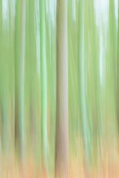 Nature background pattern, trees in a forest with blur Stock Photos