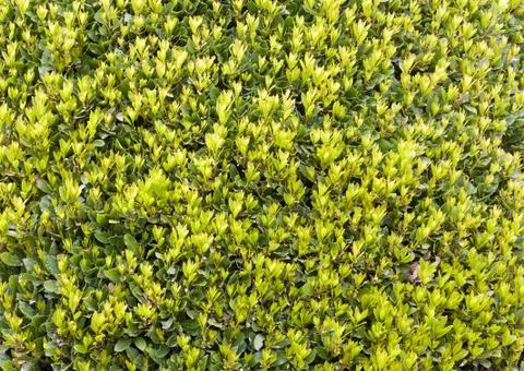 Nature background Stock Photos