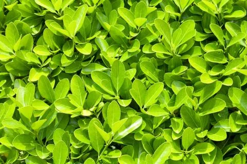 Nature background Stock Photos