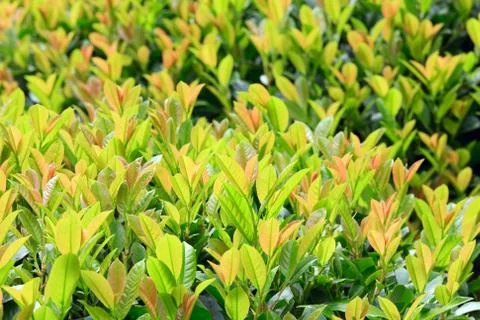 Nature background Stock Photos