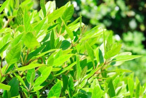 Nature background Stock Photos