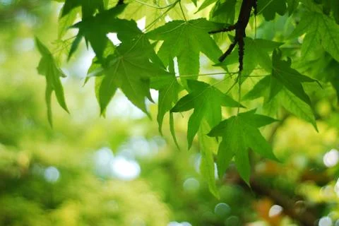 Nature background Stock Photos