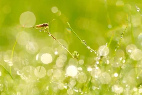 Nature background Stock Photos