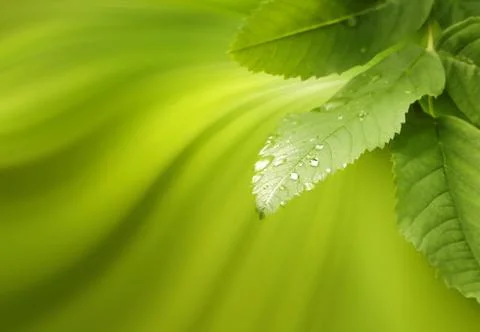 Nature Background Stock Photos