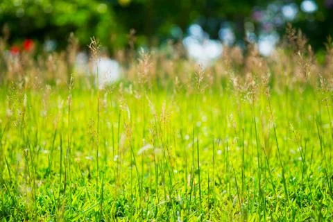 Nature background Stock Photos