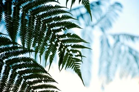 Nature Background Stock Photos