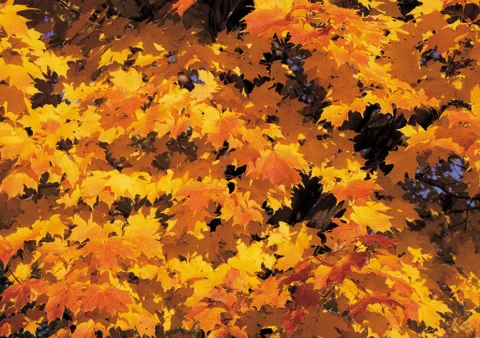 Nature Background Stock Photos