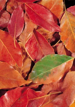 Nature Background Stock Photos