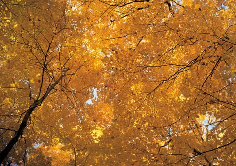 Nature Background Stock Photos