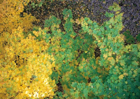 Nature Background Stock Photos