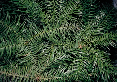 Nature Background Stock Photos