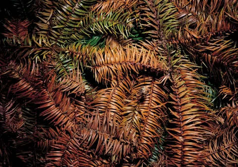 Nature Background Stock Photos