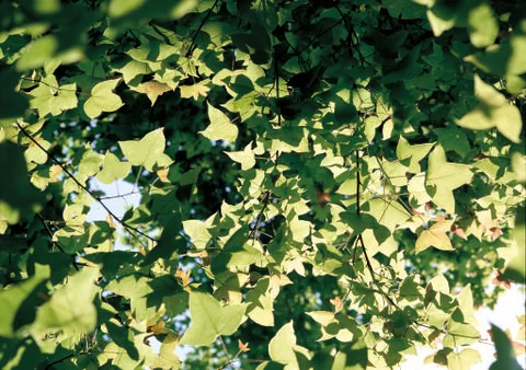 Nature Background Stock Photos