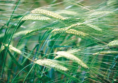Nature Background Stock Photos