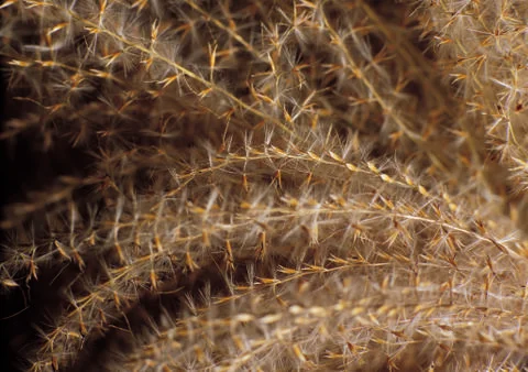 Nature Background Stock Photos