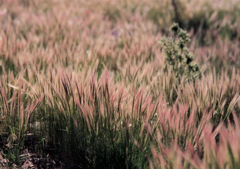 Nature Background Stock Photos