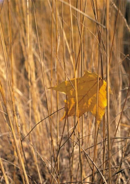 Nature Background Stock Photos