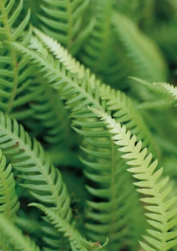 Nature Background Stock Photos