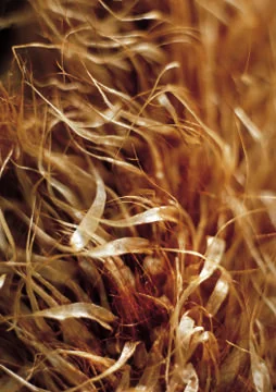 Nature Background Stock Photos