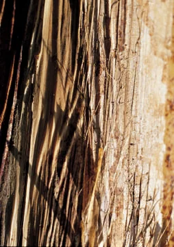 Nature Background Stock Photos