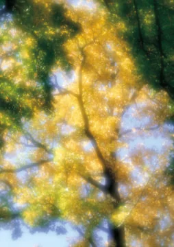 Nature Background Stock Photos