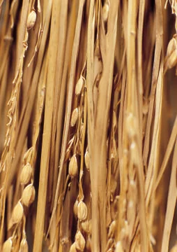 Nature Background Stock Photos