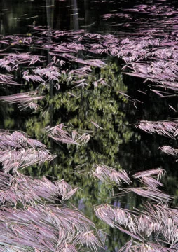 Nature Background Stock Photos