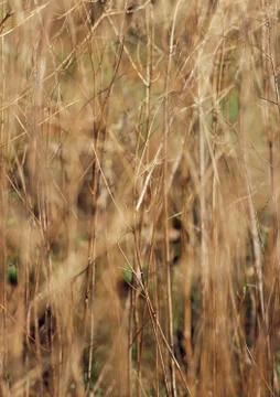 Nature Background Stock Photos