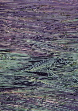 Nature Background Stock Photos