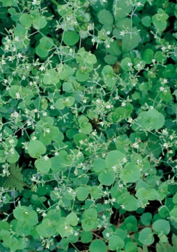 Nature Background Stock Photos