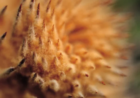 Nature Background Stock Photos