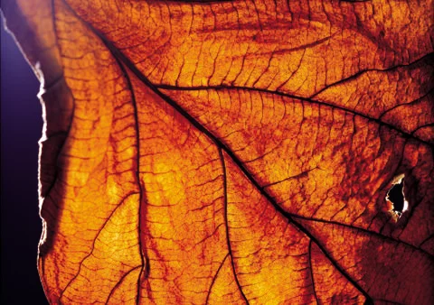 Nature Background Stock Photos