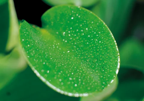 Nature Background Stock Photos