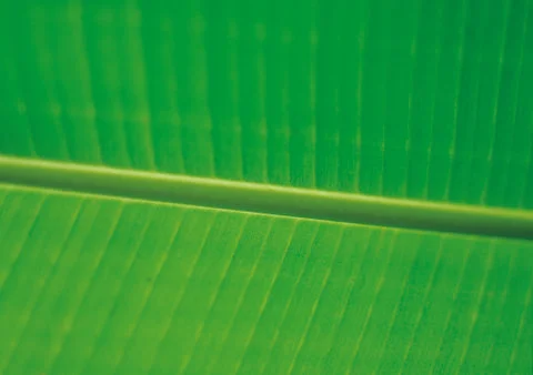 Nature Background Stock Photos