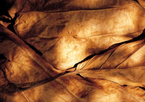 Nature Background Stock Photos