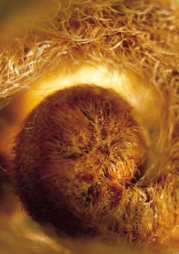 Nature Background Stock Photos