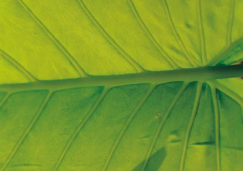 Nature Background Stock Photos