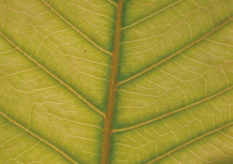 Nature Background Stock Photos