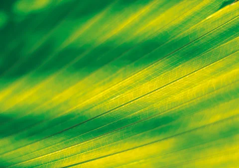 Nature Background Stock Photos