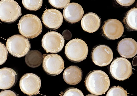 Nature Background Stock Photos