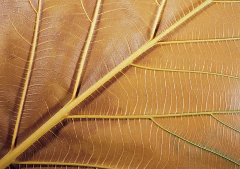 Nature Background Stock Photos