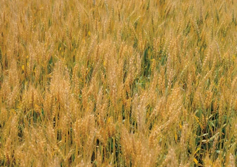 Nature Background Stock Photos