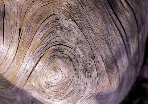 Nature Background Stock Photos