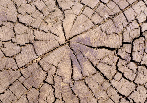 Nature Background Stock Photos