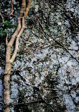 Nature Background Stock Photos